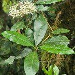 Image result for Pavetta gardeniifolia