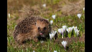 Pin By Amlid Satierf On Animal Love Flowers Adorable Plants