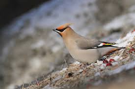 The great backyard bird count is an annual event that enlists people to take a massive snapshot of where birds are in north america over the. Great Backyard Bird Count 2019 Take Someone Birding Ebird