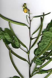 Las plantas que curan la diabetes son: Plantas Que Curan Y Sanan La Diabetes 136 Plantas Medicinales Y Sus Usos Para La Salud Bioguia Bioguia Una Nueva Tecnica Podria Curar La Diabetes Por Un Tiempo Considerable Pues
