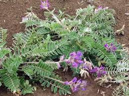 Image result for Oxyrhachis