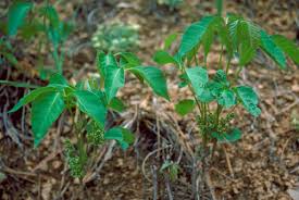 Eating even a small amount of any part of this plant can kill people, livestock, and wildlife. Pacific Poison Oak And Western Poison Ivy Identification And Management Osu Extension Catalog Oregon State University