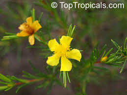 Image result for Clerodendrum fasciculatum