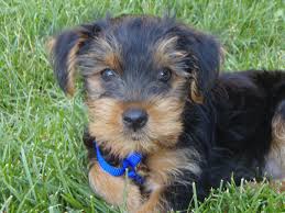 If you have never adopted or trained a dog before, then we. All About Yorkies