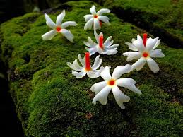 Health Benefits Of Pavalamalli Night Jasmine The Indian Med