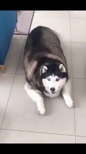 Funny Fat Husky Refusing Haircut Compilation