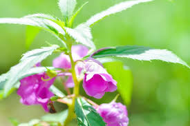 Image result for Balsaminaceae