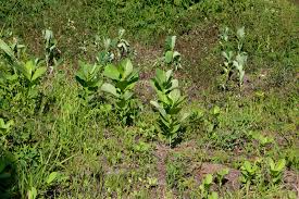 Image result for Crotalaria schliebenii
