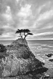 Black And White Photography Tree Pacific Ocean 20x30 Coastal Etsy In 2021 Black And White Landscape Black And White Prints Landscape Photography
