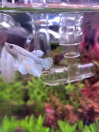Why Do My Fish Keep Jumping Out Of Their Bowl? - Quora