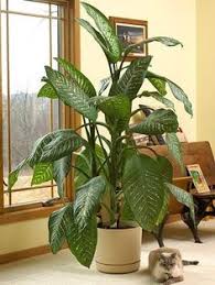 20 Super Easy Houseplants You Ll Love Easy House Plants Plants House Plants Indoor