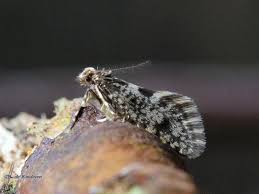 Bankesia is a genus of moths of the psychidae family. Voorjaarszakdrager Bankesia Conspurcatella Waarneming Nl