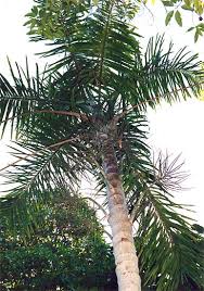 Image result for Gaussia maya