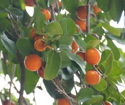 Image result for Ebenaceae