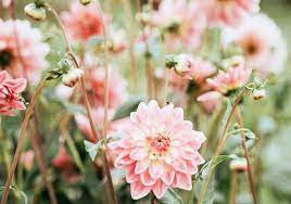 When you have only two pennies left in the world, buy a loaf of bread with one, and a lily with the other. The 10 Most Beautiful Flowers In The World