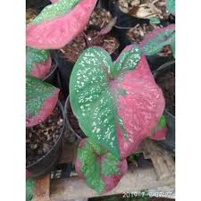 Beli bibit tanaman berkualitas harga murah july 2021 di tokopedia! Harga Termurah Bibit Tanaman Keladi Baret Merah Hijau Bibit Tanaman Hias Keladi Baret Shopee Indonesia