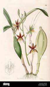 Image result for Momordica pterocarpa
