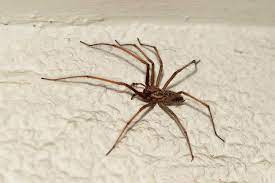 Aus tierdoku, der freien wissensdatenbank. Die Grosse Winkelspinne Naturschutz Ruhr