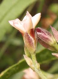 Image result for Convolvulus aschersonii
