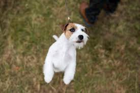 Jun 08, 2021 · sunday, june 13, 2021 masters obedience championship. Photos From Terriers To Greyhounds Pooches Compete In The Annual Westminster Dog Show The Boston Globe
