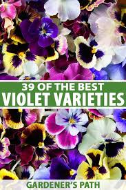 Sweet violet, common violet, devon violet, sweet blue violet, fragrant garden violet sweet violets are showy flowering perennial plants native to europe. 39 Of The Best Violet Varieties Gardener S Path