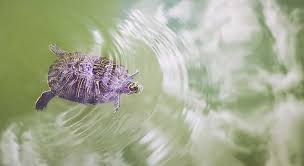 The other part of the day will be spent on land, basking in the sun to warm up, to absorb uvb light, and to dry out the skin and shell. Guide For Leaving Your Turtle Home Alone Turtleowner Com