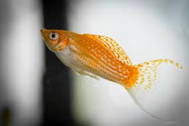 Molly Fish Care Description Fry Care Tank Mates Breeding