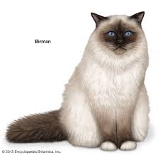 Domestic shorthair, domestic medium hair. Longhair Cat Breeds Britannica