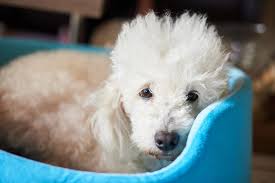 I can usually pinpoint how long a decline will last on the order of days to weeks to months. Five Common Dog Cancers Figo Pet Insurance