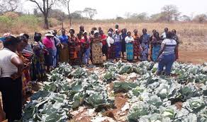 That's only one reason why online dating is the best option in zambia. Empowering Zambia S Women Farmers Agriculture And Finance Consultants