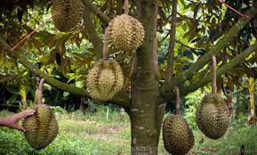 Lahan tanam yang dipilih yang memiliki jenis tanah subur. 5 Cara Mudah Menanam Durian Musang King Berbuah Lebat
