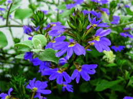 Image result for foto Vějířovka