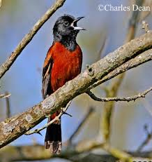 Baltimore orioles are basically solitary outside their mating season. Tennessee Watchable Wildlife Orchard Oriole Habitat