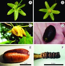 Image result for Huberantha