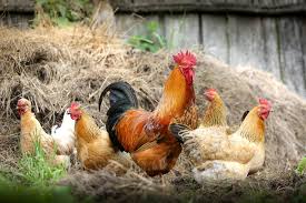 As soon as one person has it, it seems everyone is coming down with it. Dutch Order Poultry Indoors After Avian Flu Outbreak