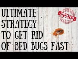 pin on bugs