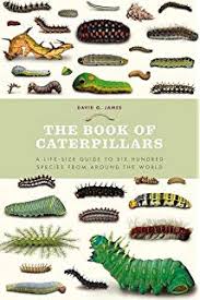 Colour Identification Guide To Caterpillars Of The British