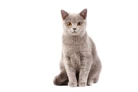 How Long Do Cats Live What Is The Life Span Of Popular Cat Breeds