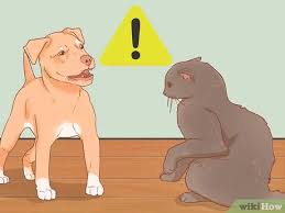 Alternating confinement is a great way to begin the process. How To Introduce A New Puppy To The Resident Cat 15 Steps