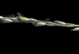 Image result for Acroceras macrum