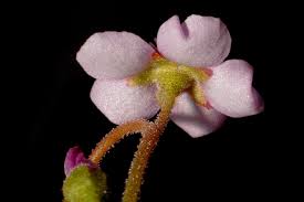 Image result for Drosera natalensis