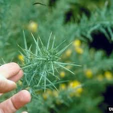 Image result for Ulex