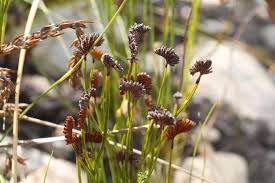 Image result for Schizaea pectinata