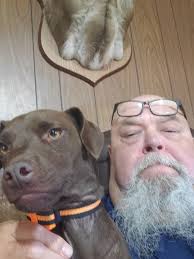 Lakeland Terriers For Adoption