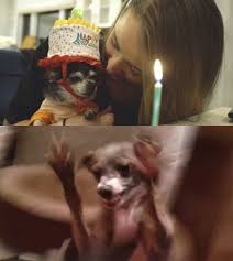 No matter what your personality is like, jenna marbles has a dog that matches. 17 Jenna Marbles Kermit The Dog Moments