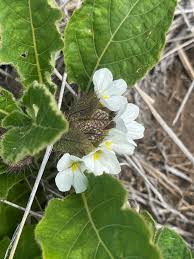 Image result for Crabbea velutina