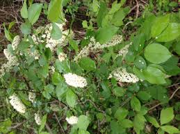 We have a bank on the side of our driveway where we planted shrubs but want to fill in the area also with ground cover. Amc Dvmaydelaware Valley Chapter Appalachian Mountain Club