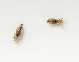 Image result for Lice