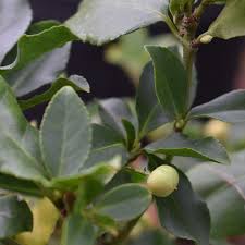 Image result for Euonymus fortunei
