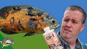 To get rid of ich fast and on time you should increase the temperature by about 2 degrees every 3 hours which also helps to avoid a heat shock for the fish. How To Treat Ich On Fish Tested On 1 000s Of Fish Youtube